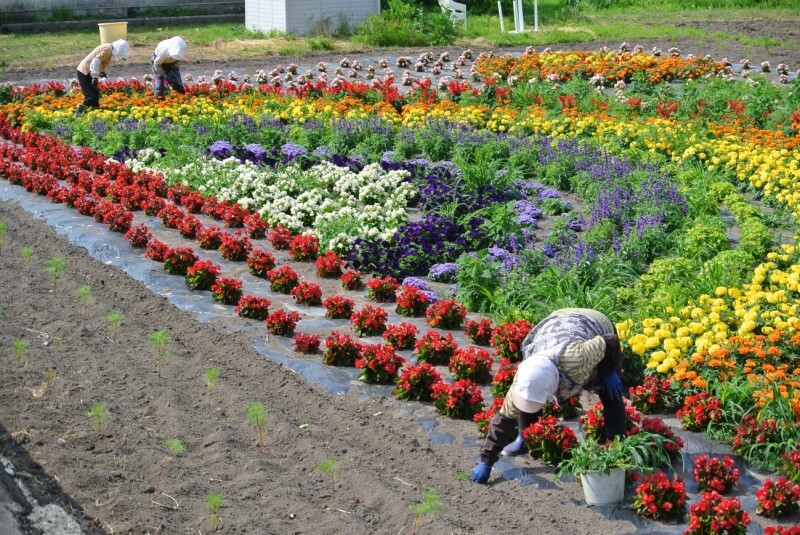 花植え　後期