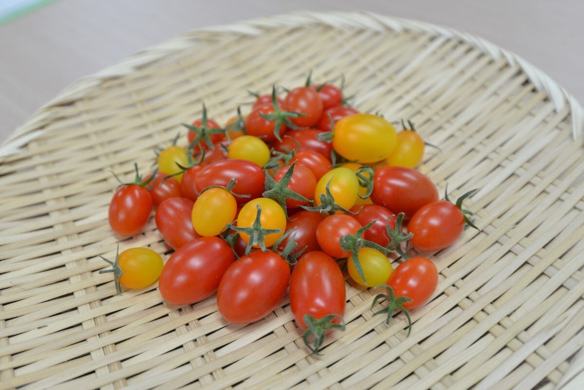 収穫されたトマトの写真