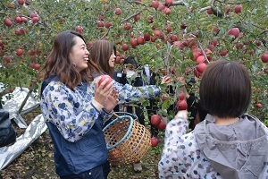 ABCクッキングスタジオ首都圏会員によるりんご収穫体験