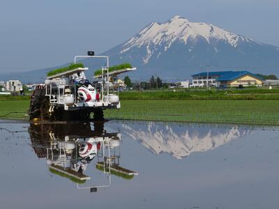 岩木山への田植え