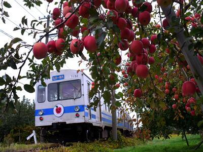 りんご園の走行