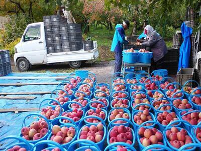 リンゴ園の風景