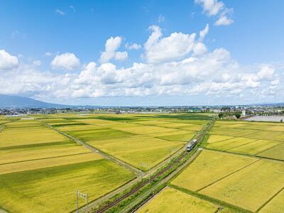 黄金色に広がる田園と列車