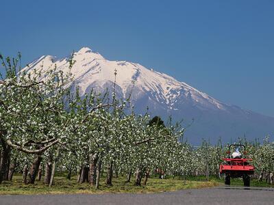 桜の花の咲く頃